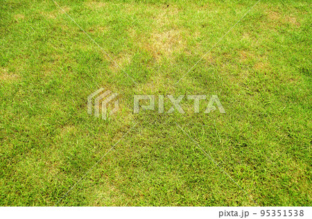Pests and disease cause amount of damage to green lawns, lawn in bad condition and need maintaining, green grass texture background, green lawn. Pests and disease cause amount of damage to green lawns, lawn in bad condition and need maintaining, green grass texture background, green lawn. 95351538