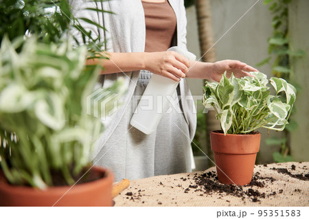 Hands of woman spraying potos flower after repotting it in clay pot Hands of woman spraying potos flower after repotting it in clay pot 95351583