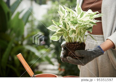 Cropped image of female gardener in textile gloves holding potos plant Cropped image of female gardener in textile gloves holding potos plant 95351597