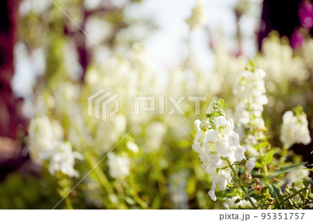 Morning sun and white flowers in the garden, White flowers on green flurry background., blurred background. Morning sun and white flowers in the garden, White flowers on green flurry background., blurred background. 95351757