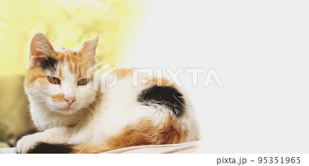 sad tricolor cat on a light background 95351965