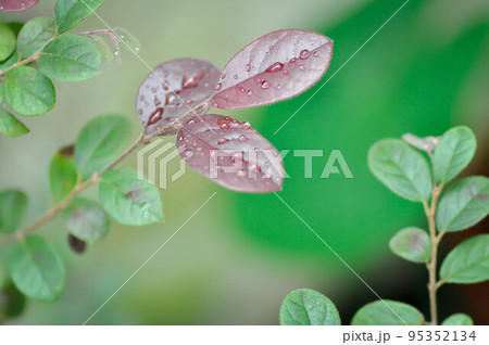 Chinese Fringe Flower or Loropetalum chinense and dew drop or rubrum Yieh or Hamamelidaceae or Chinese witch haze and rain drop 95352134