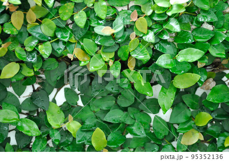 ficus pumila or climbing fig or MORACEAE and dew drop. 95352136
