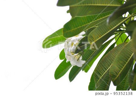 frangipani, frangipani flower or pagoda tree 95352138