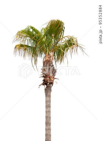 Palm tree isolated on white background 95352884