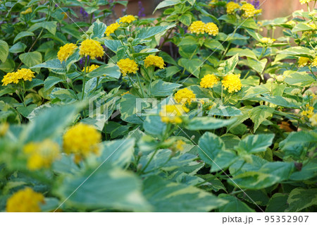 黄色い斑入りランタナの写真 95352907