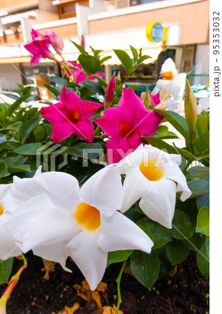 Muticolor mandevilla flowers closeup in garden cultivation 95353032