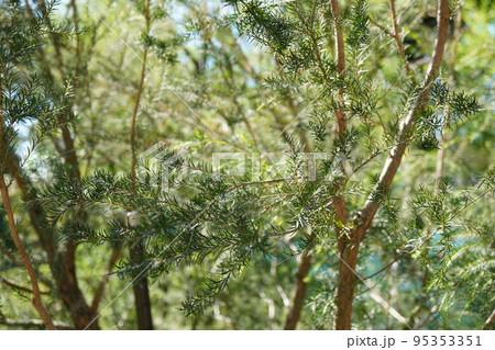 ラベンダーティーツリーの写真 95353351