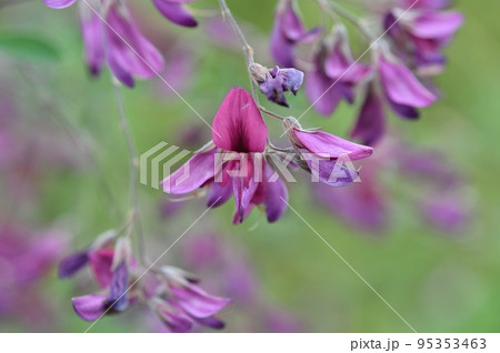 ハギの花 95353463