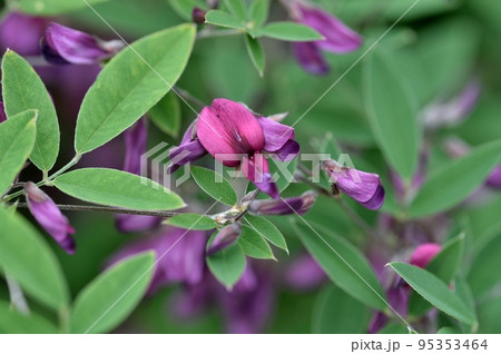 ハギの花 95353464