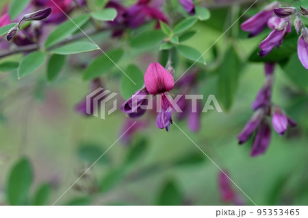 ハギの花 95353465