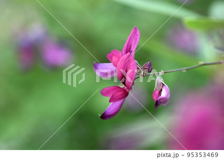 ハギの花 95353469
