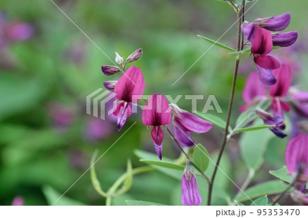 ハギの花 95353470