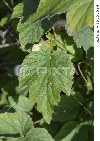 Japanese anemone Honorine Jobert 95353524