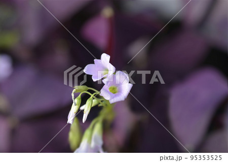 Purple shamrock Mijke Purple shamrock Mijke 95353525