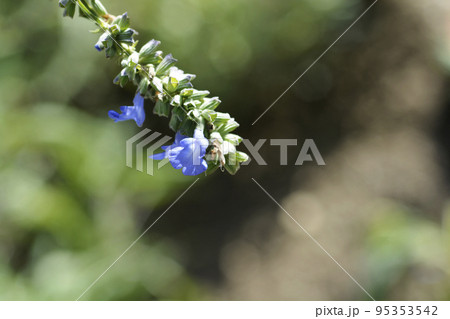 Pitcher sage Pitcher sage 95353542