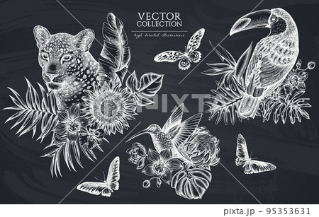 Tropical animals vintage illustrations collection. Hand drawn logo designs with leopard, hummingbird, toucan, rajah brooke's birdwing, african giant swallowtail, monstera, banana palm leaves Tropical animals vintage illustrations collection. Hand drawn logo designs with leopard, hummingbird, toucan, rajah brooke's birdwing, african giant swallowtail, monstera, banana palm leaves 95353631