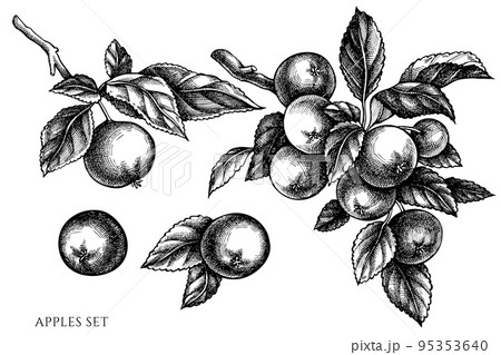 Gardening vintage vector illustrations collection. Black and white apples. 95353640