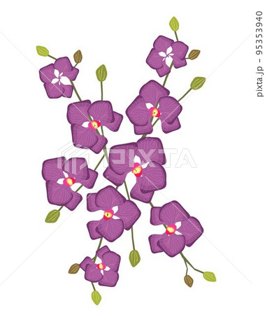 Stem of Purple Doritaenopsis Orchid Flowers or Phalaenopsis 95353940