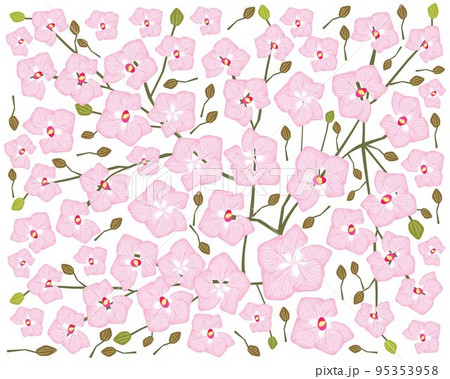 Pink Doritaenopsis Orchid Flowers or Phalaenopsis Background Pink Doritaenopsis Orchid Flowers or Phalaenopsis Background 95353958