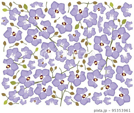 Purple Doritaenopsis Orchid Flowers or Phalaenopsis Background 95353961