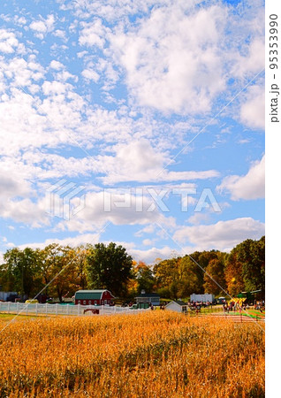 トウモロコシ畑と紅葉に包まれる秋のサイダーミル。夕ぐれ時の農家小屋全景縦写真。 95353990