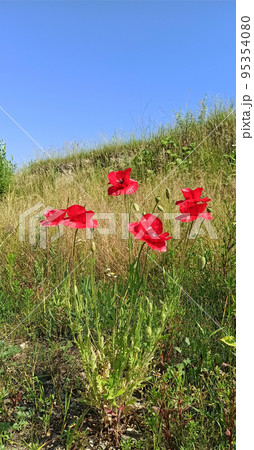 Beautiful flowers of red poppies bloom in the field 95354080