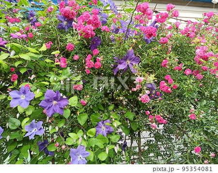 Beautiful flowers of clematis blossom near house. multicolored flower Beautiful flowers of clematis blossom near house. multicolored flower 95354081