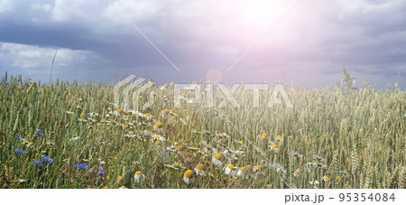 Sun shining over wheat field. Summer field with growing plants of cereals Sun shining over wheat field. Summer field with growing plants of cereals 95354084