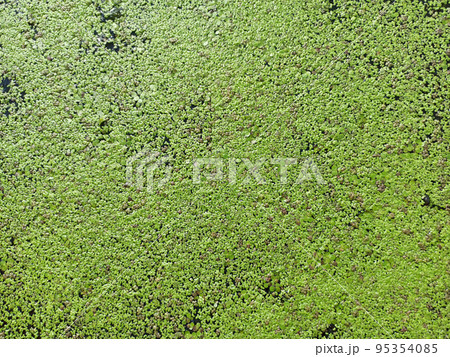 Natural green texture. Lemna perpusilla Torrey. Texture from Common Duckweed Natural green texture. Lemna perpusilla Torrey. Texture from Common Duckweed 95354085