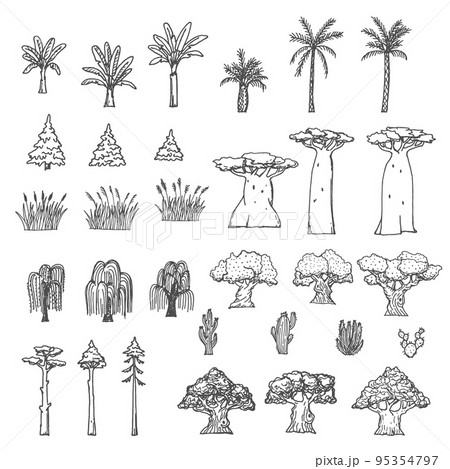 Palm, baobab and cactus, willow, oak, reeds and spruce trees. Sketch plants of forest, garden and desert nature, vector hand drawn elements of vintage map. Coconut palms, bulrush grass and osier 95354797