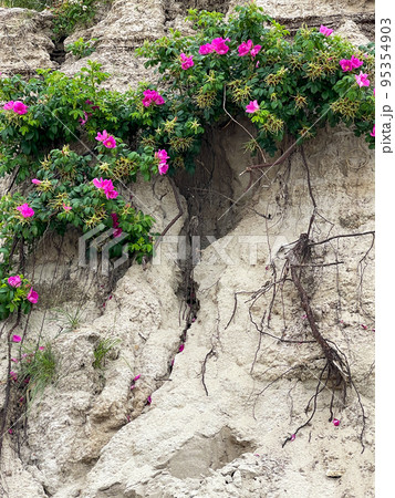 Delicate blooming flowers growing on rocky cliff 95354903