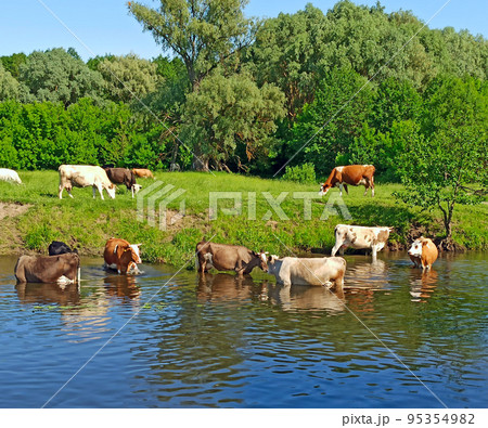 Cows on pasture near river. Beautiful summer landscape Cows on pasture near river. Beautiful summer landscape 95354982