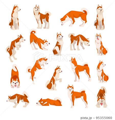 Shiba Inu as Japanese Breed of Hunting Dog with Prick Ears and Curled Tail in Different Pose Big Vector Set 95355060