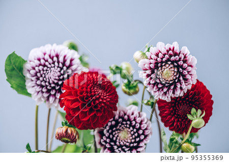 Bunch of dahlias 95355369