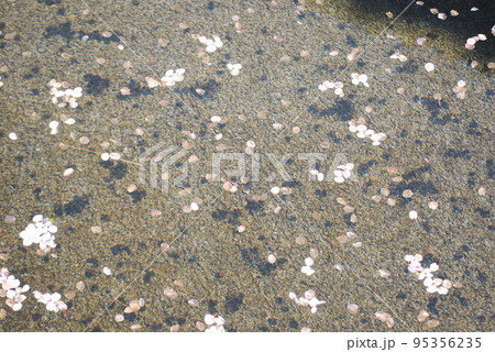 水面に浮かぶ桜の花びら 水面に浮かぶ桜の花びら 95356235