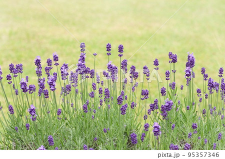 ラベンダー 紫色の小さい花 芝生の緑を背景に ラベンダー 紫色の小さい花 芝生の緑を背景に 95357346