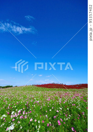 秋の国営ひたち海浜公園　茨城県 95357402