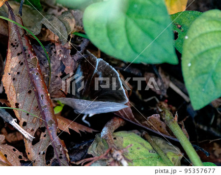 シジミチョウ科ウラギンシジミ♀ シジミチョウ科ウラギンシジミ♀ 95357677