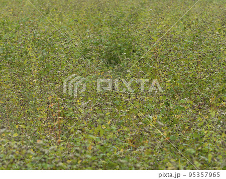 蕎麦の実を付けた蕎麦畑 95357965