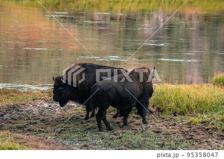 A herd of bison moves quickly along the Firehole River in Yellowstone National Park near Midway Geyser Basin. American Bison or Buffalo in Yellowstone National Park USA Wayoming A herd of bison moves quickly along the Firehole River in Yellowstone National Park near Midway Geyser Basin. American Bison or Buffalo in Yellowstone National Park USA Wayoming 95358047