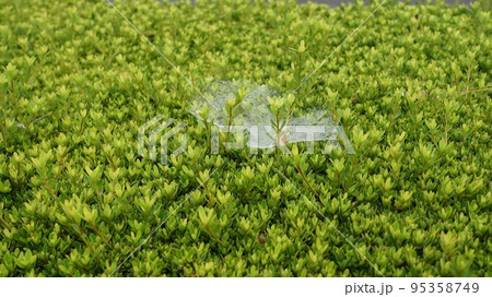 草に蜘蛛の巣が張る 草に蜘蛛の巣が張る 95358749