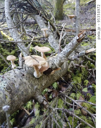 倒木に生えるナラタケモドキ Mushrooms on Fallen Tree in Mt.Fuji  95358972