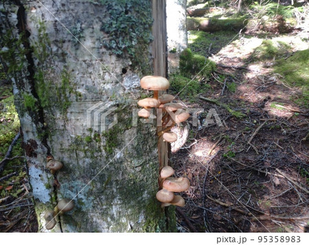 木の割れ目に生えるナラタケ Mushrooms from Tree Crevice in Mt.Fu 木の割れ目に生えるナラタケ Mushrooms from Tree Crevice in Mt.Fu 95358983