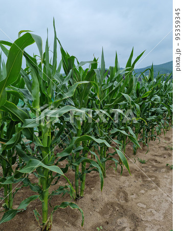 トウモロコシ 野菜 実 95359345