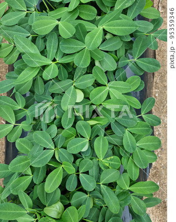 葉 木の葉 緑 95359346