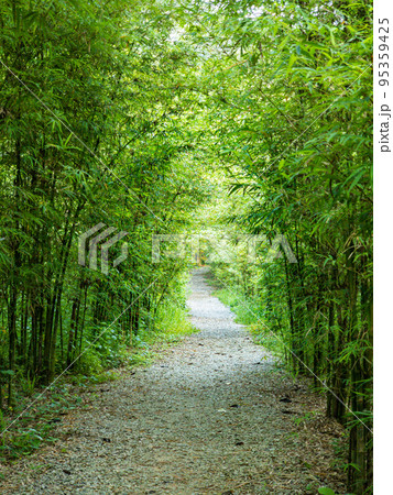Scenic peaceful walk path with bamboo trees jungle on both sides 95359425