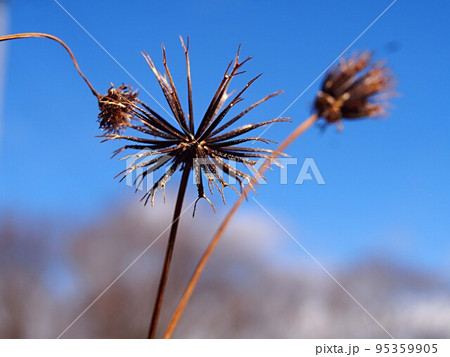 アメリカセンダングサの種のアップ 95359905