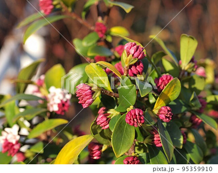 開花を待つのジンチョウゲの花 95359910