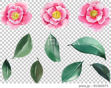 Pink camellia material set Watercolor style vector illustration 95360075